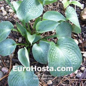 Hosta Silver Bay - Eurohosta