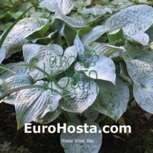 Hosta Silver Bay - Eurohosta