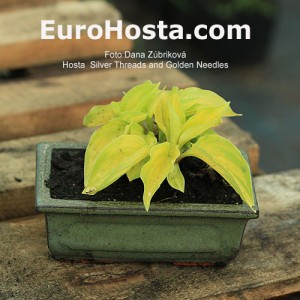 Hosta Silver Treads and Golden Needles - Eurohosta