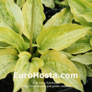 Hosta Silver Treads and Golden Needles - Eurohosta