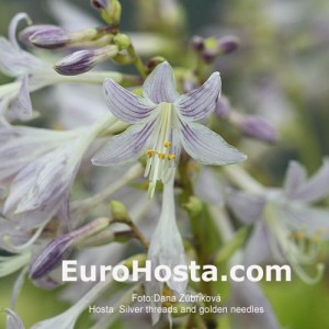 Hosta Silver Treads and Golden Needles - Eurohosta