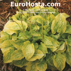 Hosta Silver Treads and Golden Needles - Eurohosta