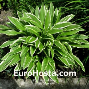 Hosta Silverado