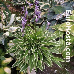 Hosta Silverado