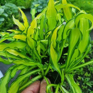 Hosta Sizzle