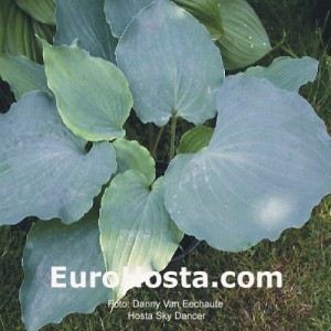 Hosta Sky Dancer