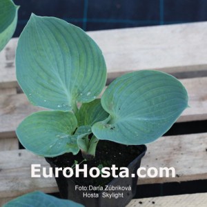 Hosta Skylight - Eurohosta