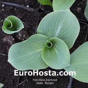 Hosta Skylight - Eurohosta