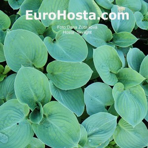 Hosta Skylight - Eurohosta