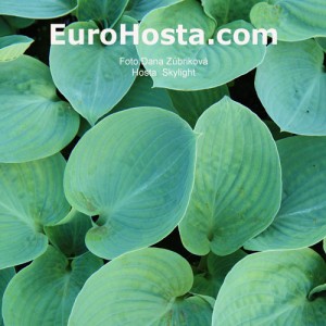 Hosta Skylight - Eurohosta