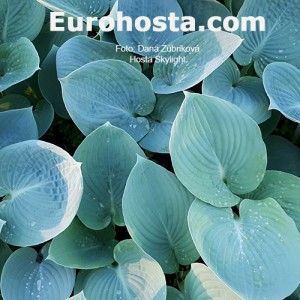 Hosta Skylight