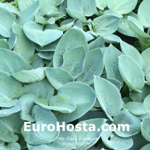 Hosta Skylight - Eurohosta