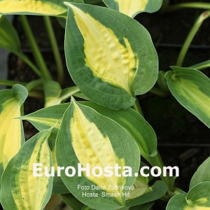 Hosta Smash Hit - Eurohosta