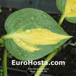 Hosta Smash Hit - Eurohosta