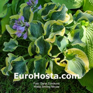 Hosta Smiling Mouse
