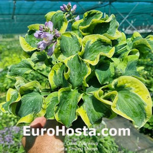 Hosta Smiling Mouse