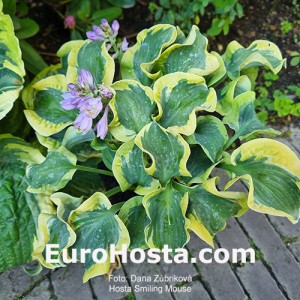 Hosta Smiling Mouse