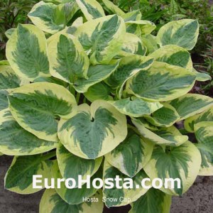 Hosta Snow Cap - Eurohosta