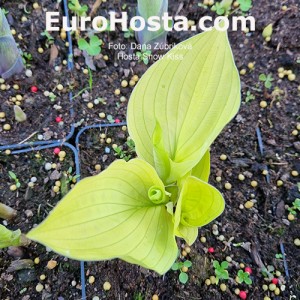 Hosta Snow Kiss