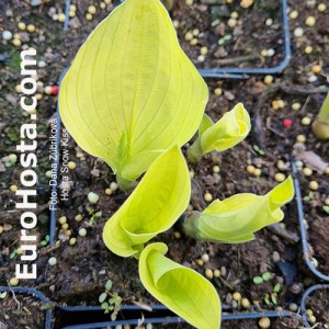 Hosta Snow Kiss