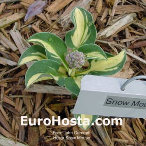 Hosta Snow Mouse - Eurohosta