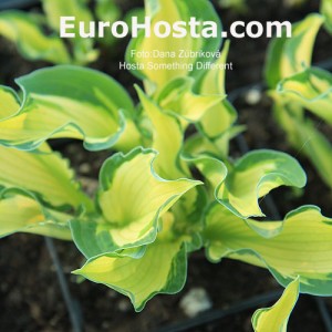 Hosta Something Different - Eurohosta