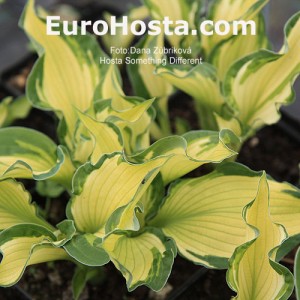 Hosta Something Different - Eurohosta