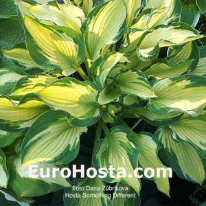 Hosta Something Different