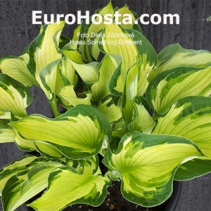 Hosta Something Different