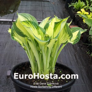 Hosta Something Different