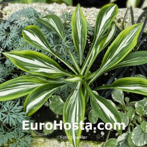 Hosta Sparkler - Eurohosta