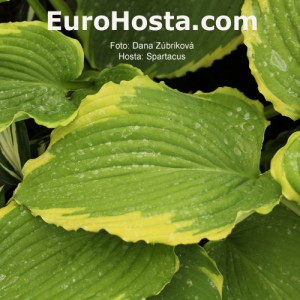 Hosta Spartacus - Eurohosta