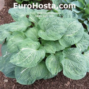 Hosta Spilt Milk - Eurohosta