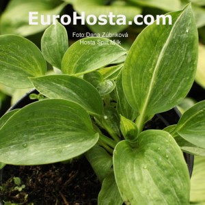 Hosta Spilt Milk - Eurohosta