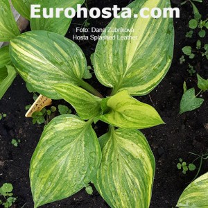 Hosta Splashed Leather