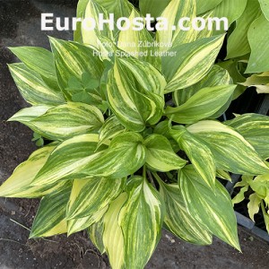 Hosta Splashed Leather