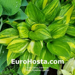 Hosta Splashed Leather