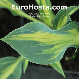 Hosta Stand by Me - Eurohosta