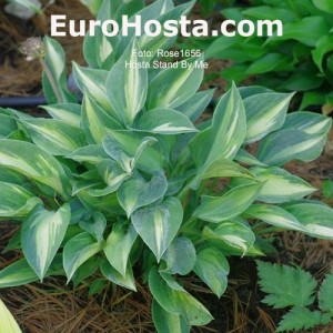 Hosta Stand by Me - Eurohosta