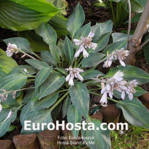 Hosta Stand by Me - Eurohosta