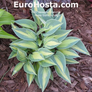 Hosta Stand by Me - Eurohosta