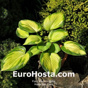 Hosta Star War