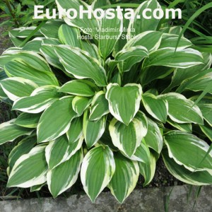 Hosta Starburst Stable