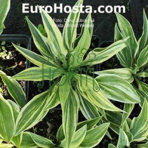 Hosta Striped Weasel - Eurohosta