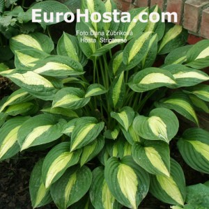 Hosta Striptease