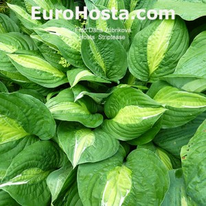 Hosta Striptease