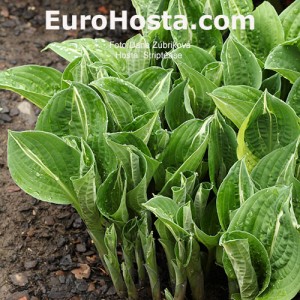 Hosta Striptease