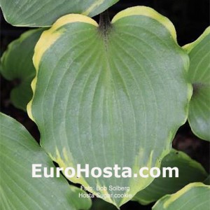 Hosta Sugar cookie