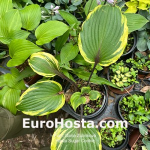 Hosta Sugar cookie