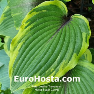 Hosta Sugar cookie